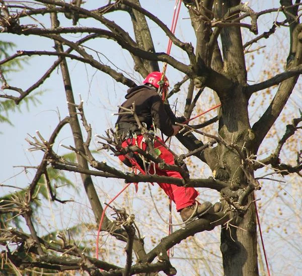 Planifier élagage sécurisé et abattage maîtrisé avec NOURRY ESPACES VERTS